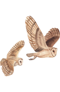 eco somatics 3 months pics 200x304 (1)